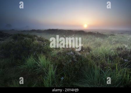 Sommersonnenaufgang über Sumpf, Fochteloerveen, Niederlande Stockfoto