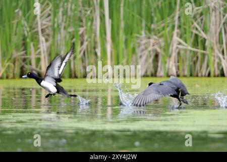 Tufted Ente und Huhn kämpfen um Territorium. Fulica atra, eurasischer eurasischer Coot, getuftete Ente, Aythya fuligula Stockfoto