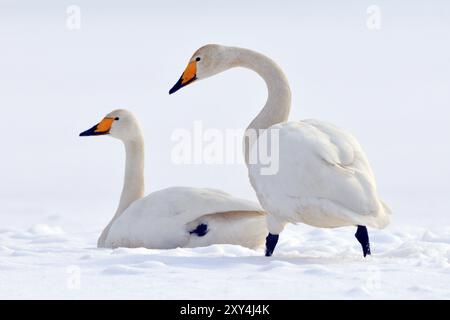 Singschwäne (Cygnus cygnus) in der Oberlausitz, Winter, Zugvogel, Whooper Schwan, Überwinterungsvogel, ruhender Vogel Stockfoto