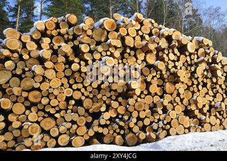 Bäume im Winter im Wald gefällt Stockfoto