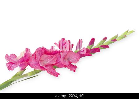 Einschwertlilie (Gladiolus) auf weißem Hintergrund Stockfoto