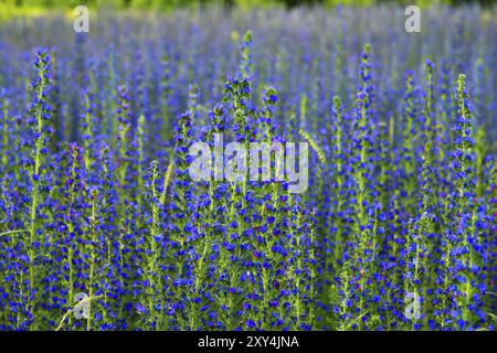 Salvia superba im Sommer auf einer Wiese Stockfoto