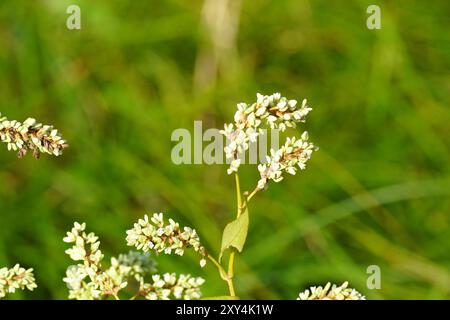 Nahaufnahme Weiße Blüten von blasser Persicaria, Curlytop-Knotengras (Persicaria lapathifolia syn. Polygonum lapathifolium). Familie Polygonaceae. Sommer August Stockfoto