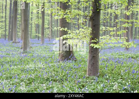 Schöne Blauglockenblumen im Wald, Hallerbos, Belgien, Europa Stockfoto