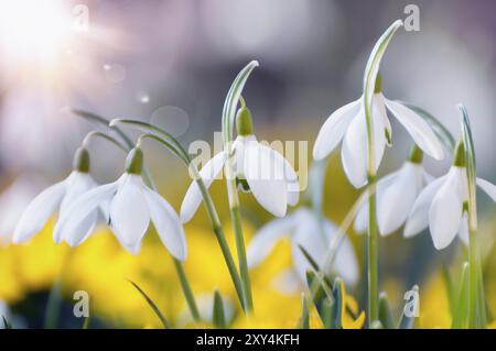 Blühende Schneeglöckchen und Winterakonite im Frühjahr, hintergrundbeleuchtet, Nahaufnahme. Blühende Schneeglöckchen und gelbe Eranthis hyemalis im Frühjahr, Ende Februar Stockfoto
