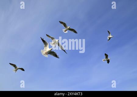 Herde von Möwen fliegen gegen den blauen Himmel Stockfoto