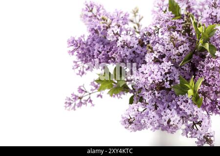 Blumenstrauß aus violettem Flieder Syringa Blumen weißer Hintergrund Draufsicht Text Raum Banner Stockfoto