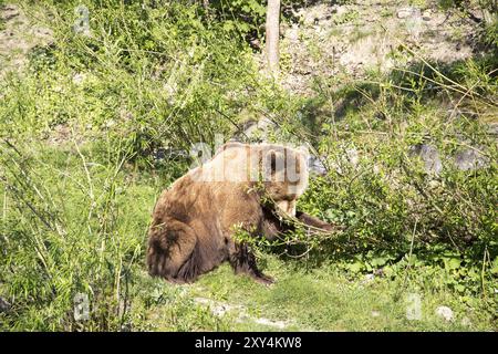 Ein Braunbär im Bärenpark in Bern Stockfoto