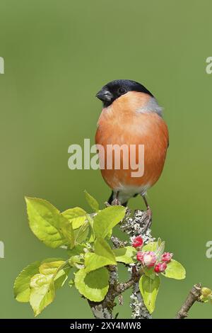 Eurasischer Bullfink (Pyrrhula pyrrhula), männlich sitzend auf einem Ast mit Apfelblüten (Malus domestica), Wilnsdorf, Nordrhein-Westfalen, Deutschland, EUR Stockfoto