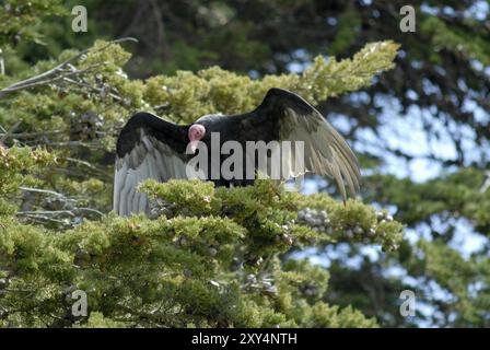 Putengeier (Cathartes aura falklandica) in einem Baum mit offenen Flügeln, Kadaass Island, Falklandinseln, Südamerika Stockfoto