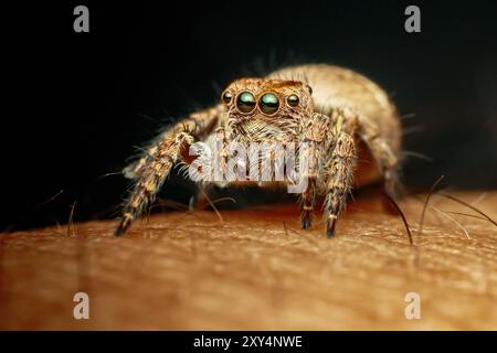 Nahaufnahme einer bunten Springspinne auf menschlicher Hand, Makroaufnahme, selektiver Fokus, Thailand. Stockfoto