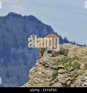 Wildes Tier, das hoch oben in den Alpen lebt. Alpines Steinbock-Baby fotografiert auf dem Niederhorn Stockfoto