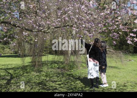 Kopenhagen, Dänemark, 11. April 2016: Menschen genießen Kirschblüten auf dem Friedhof Bispebjerg in Europa Stockfoto