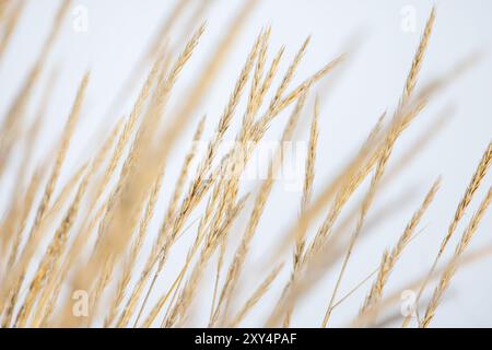 Trockene Ohren von Leymus arenarius sind auf verschwommenem weißem Hintergrund, natürliche Hintergrundfotografie Stockfoto