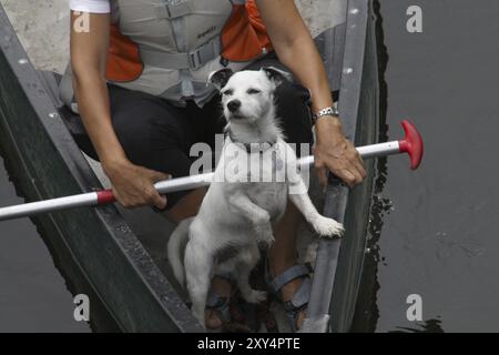 Jack Russell Terrier im Kanu Stockfoto