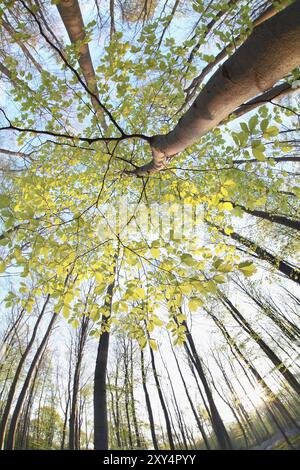 Buche im sonnigen Frühlingswald Vua Fischaugenlinse Stockfoto