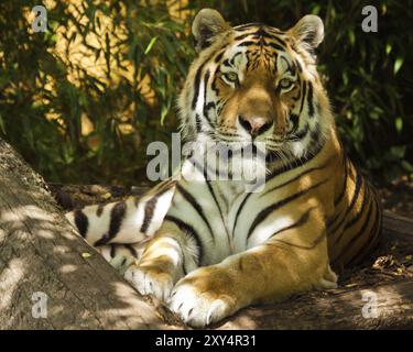 Sibirischer Tiger (Anthera tigris altaica) Stockfoto