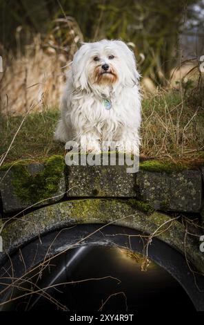 Oh Gott, der arme Hund muss still sitzen. Mika a Havanese sitzt auf einer Minibrücke Stockfoto