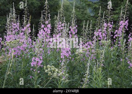 Waldweide, epilobium angustifolium Stockfoto