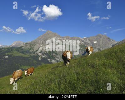 Weidekühe und Berge in den Schweizer Alpen Stockfoto