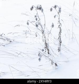 Gefrorene trockene Pflanzen stehen in einer Schneeschwehung, einem quadratischen Nahfoto mit selektivem Weichfokus, abstraktem, natürlichem Winterhintergrund Stockfoto