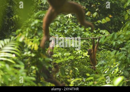 Im Sepilok Rehabilitation Center in Borneo schwingen Orang-Utans durch den Dschungelbaldachin, um Zeit zum Füttern zu nehmen Stockfoto