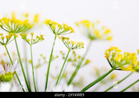 Dolden aus Dill mit Samen und Blättern Stockfoto