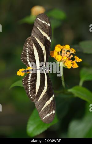 Zebra Schmetterling Stockfoto