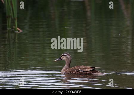 Eine östliche Fleckschnabelente (Anas zonorhyncha) auf einem See in einem Park in Kanagawa, Japan. Stockfoto