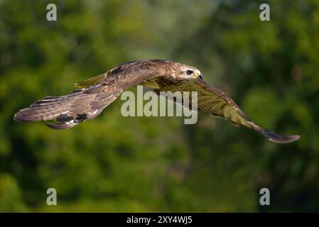 Steppenadler im Flug Stockfoto