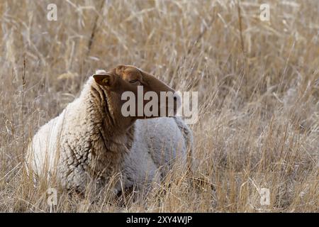 Coburger Fuchs Schafe Stockfoto