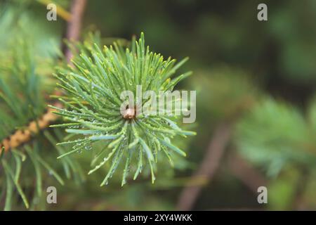 Tannenbaum Brunch aus nächster Nähe. Geringer Fokus. Flauschiger Tannenbaum-Brunch aus nächster Nähe. Speicherplatz kopieren Stockfoto