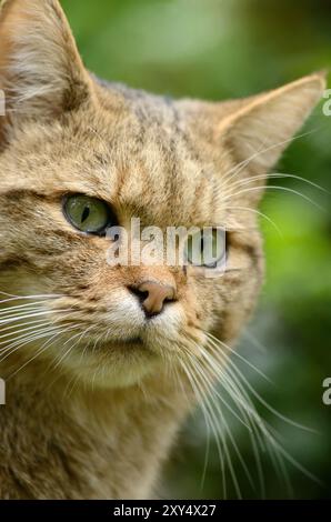 Europäisches Wildkatzenporträt Stockfoto