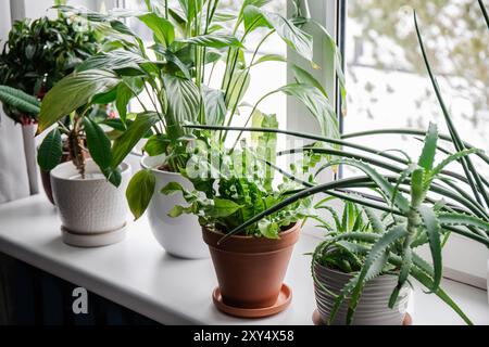 Viele verschiedene Zimmerpflanzen wachsen auf der Fensterbank. Ardisia crenata, Euphorbia leuconeura, Spathiphyllum, Asplenium nidus, Aloe vera, Dracaena angolens Stockfoto