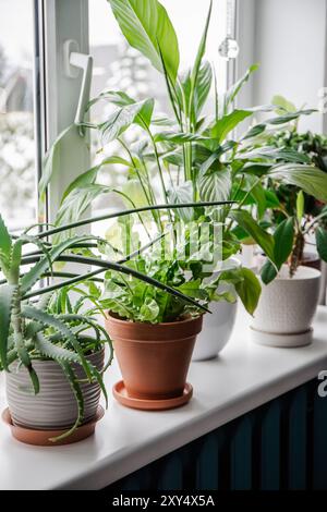 Viele verschiedene Zimmerpflanzen wachsen auf der Fensterbank. Ardisia crenata, Euphorbia leuconeura, Spathiphyllum, Asplenium nidus, Aloe vera, Dracaena angolens Stockfoto