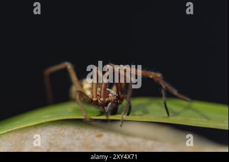 Große Winkel Spinne sitzt auf einem grünen Blatt Stockfoto