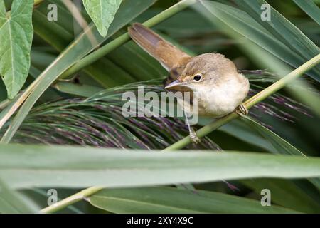 Marsh-Gratler auf einem Schilfstiel Stockfoto