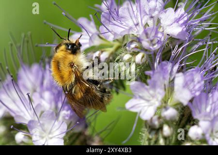 Feldhummel auf A (Phacelia) Stockfoto