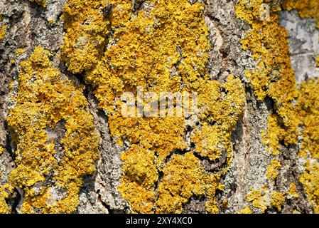 Gewöhnliche gelbe Flechte auf einem Baum Stockfoto