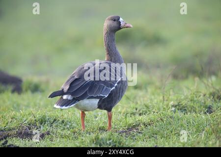 Weiß – Anser Gans Stockfoto