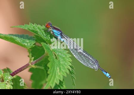 Kleine Wildtiere im Nosterfield Nature Reserve, North Yorkshire Stockfoto