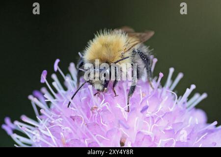 Kleine Wildtiere im Nosterfield Nature Reserve, North Yorkshire Stockfoto