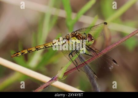 Kleine Wildtiere im Nosterfield Nature Reserve, North Yorkshire Stockfoto