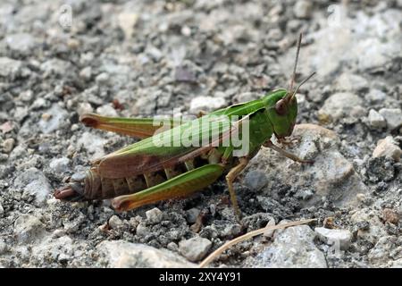 Kleine Wildtiere im Nosterfield Nature Reserve, North Yorkshire Stockfoto