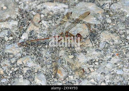 Kleine Wildtiere im Nosterfield Nature Reserve, North Yorkshire Stockfoto