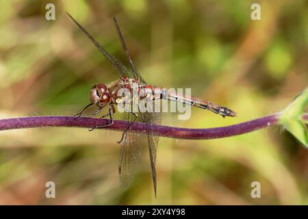 Kleine Wildtiere im Nosterfield Nature Reserve, North Yorkshire Stockfoto