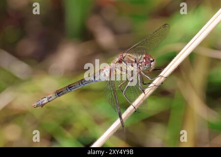 Kleine Wildtiere im Nosterfield Nature Reserve, North Yorkshire Stockfoto