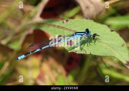 Kleine Wildtiere im Nosterfield Nature Reserve, North Yorkshire Stockfoto