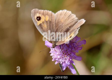 Kleine Wildtiere im Nosterfield Nature Reserve, North Yorkshire Stockfoto