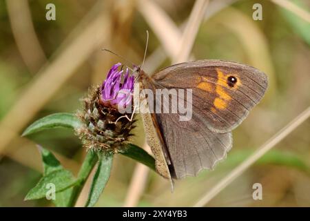 Kleine Wildtiere im Nosterfield Nature Reserve, North Yorkshire Stockfoto